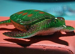 Schildkröte Schildkröte
